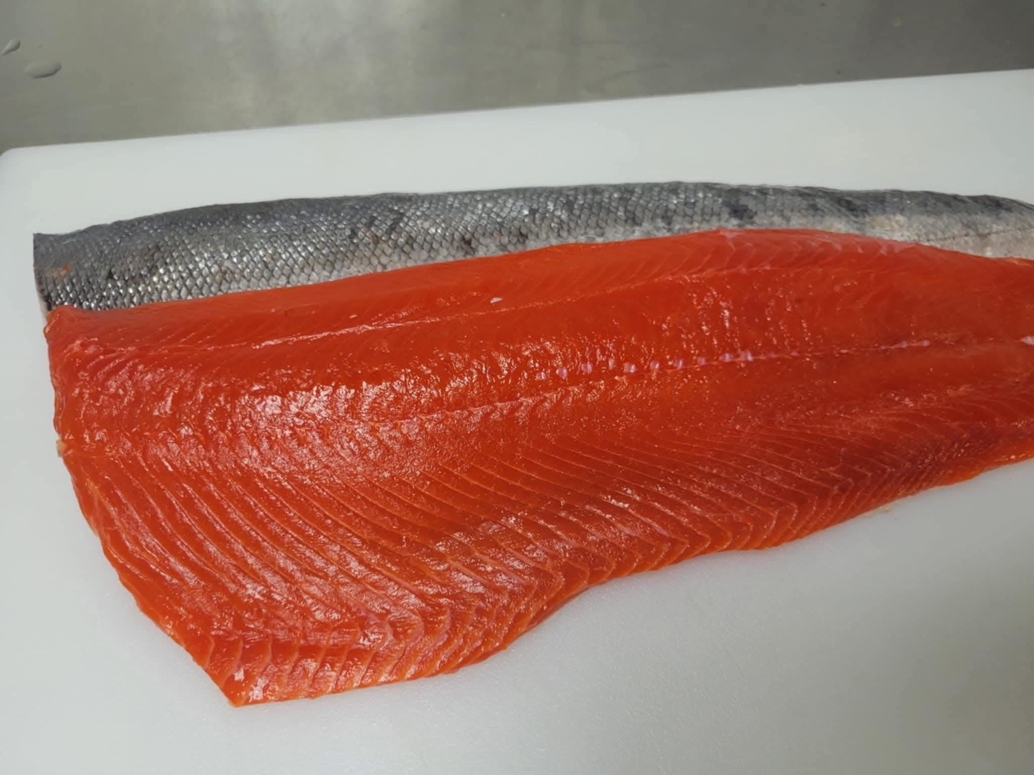 Coho Salmon