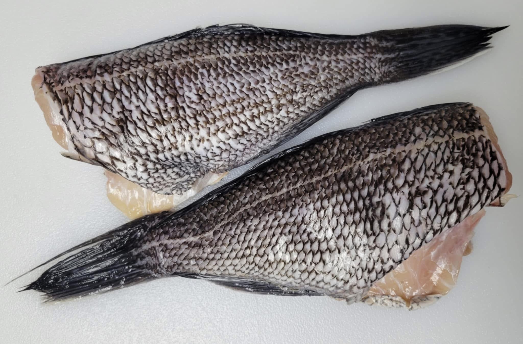 Black Sea Bass