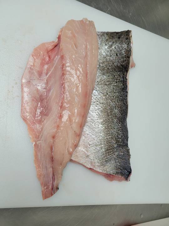 Speckled Trout