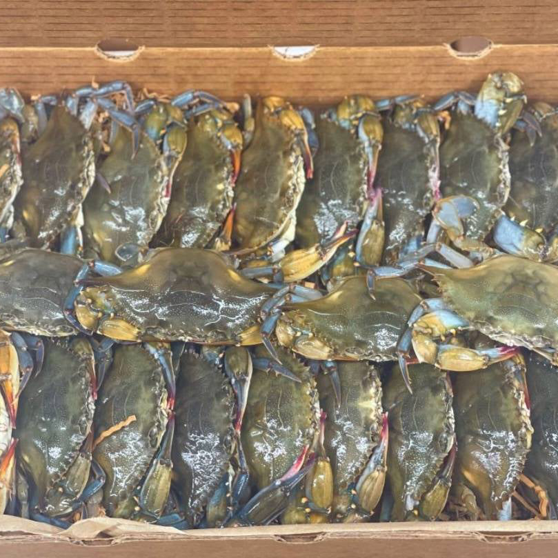 Live Jumbo Soft Shell Crabs