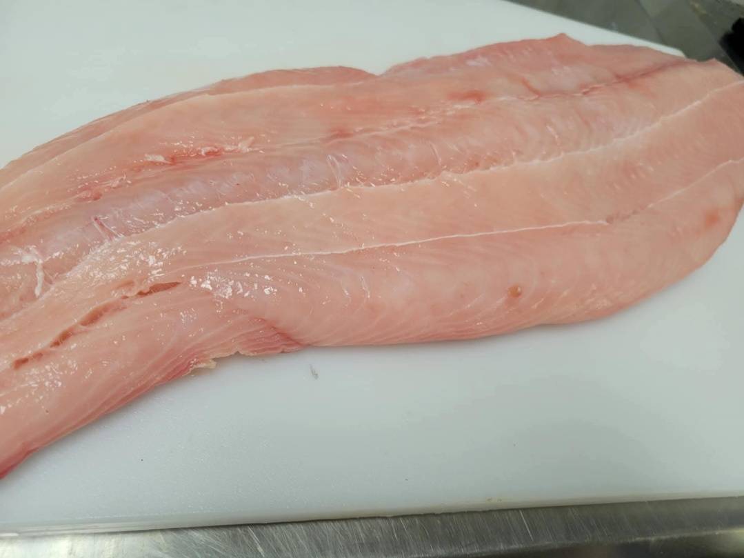 Blacktip Shark