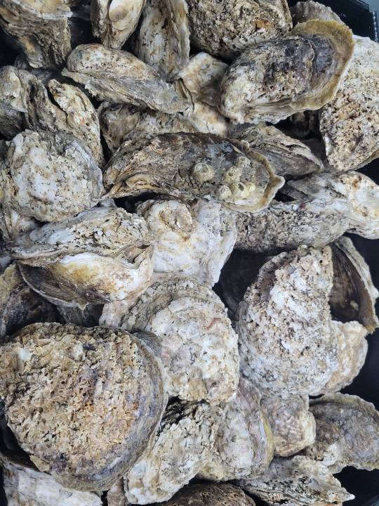 Buck Wild Oyster