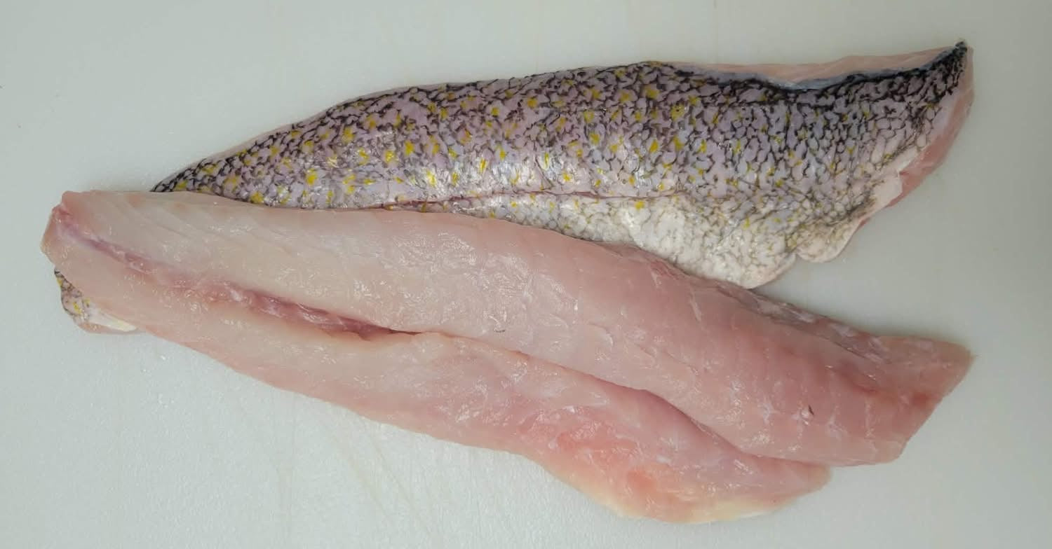 Golden Tile Fish