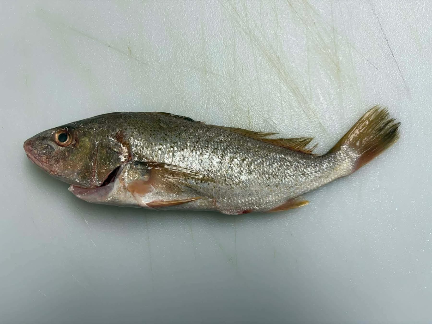 Croaker