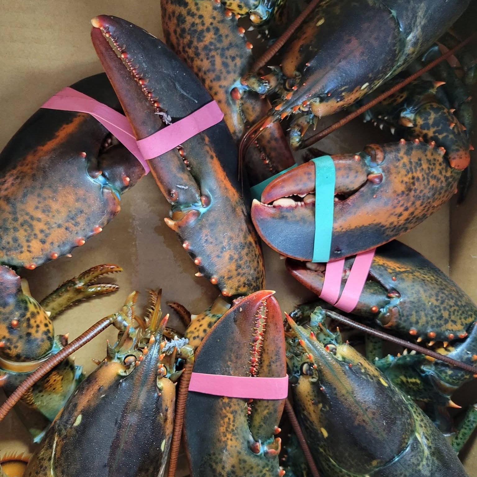 Live Lobsters