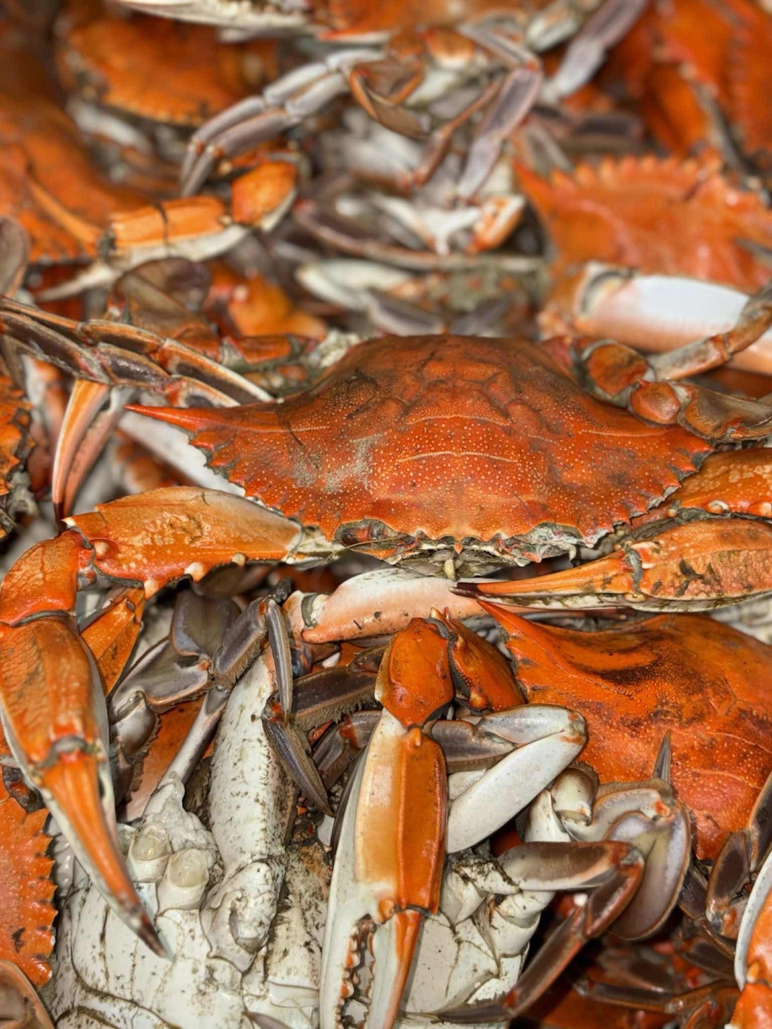 Chesapeake Bay Blue Crabs - By the Dozen
