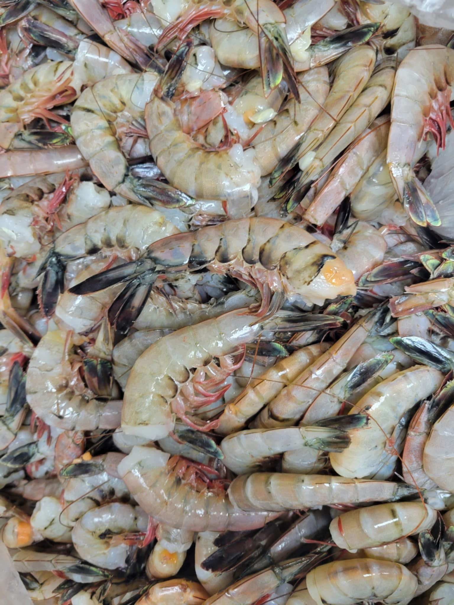 Wild Caught East Coast Shrimp