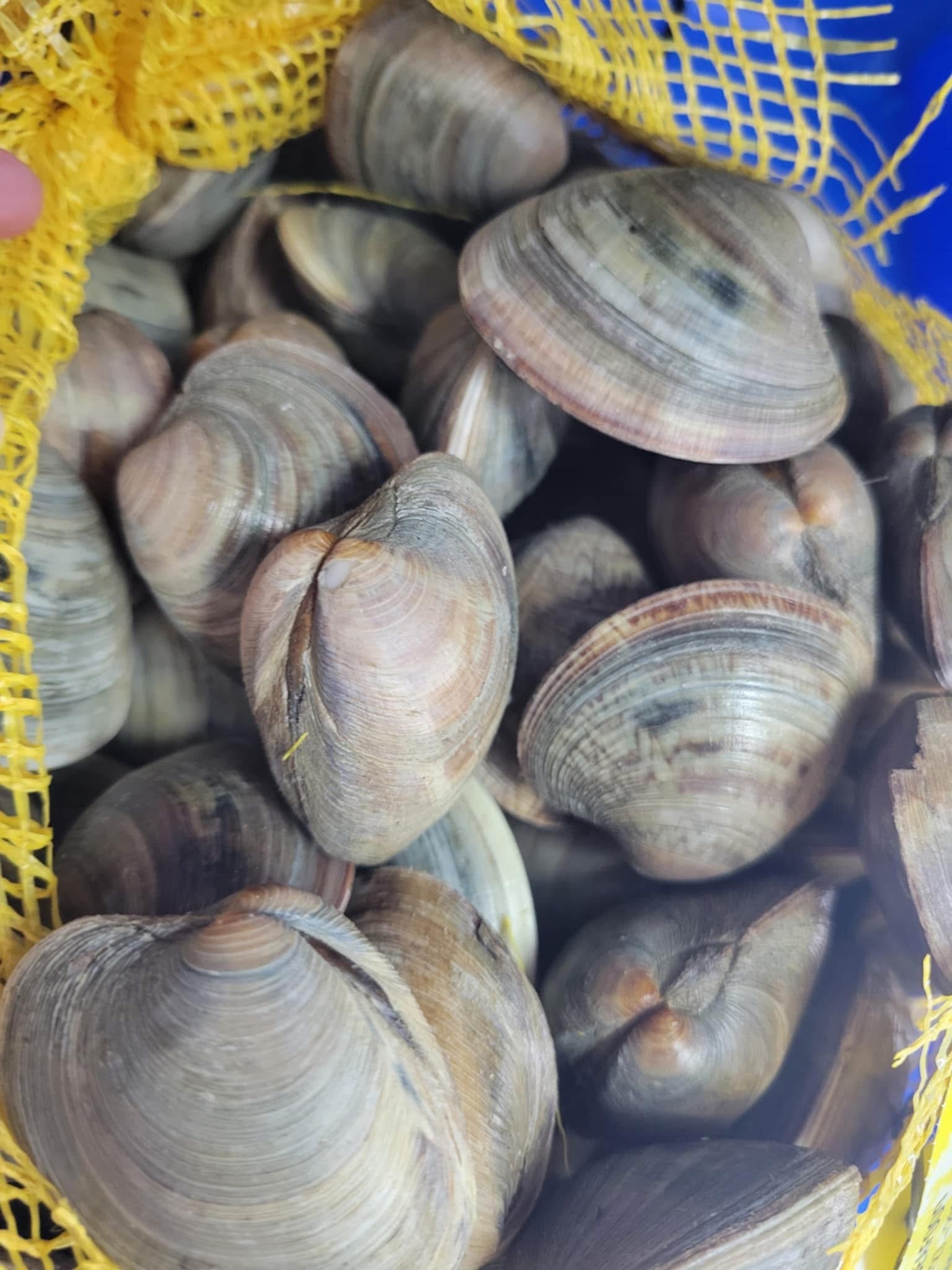 Middleneck Clams