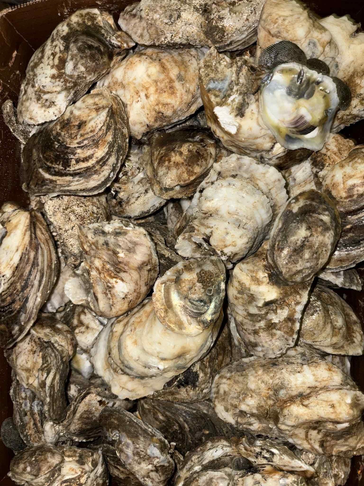 Rappahannock Oysters