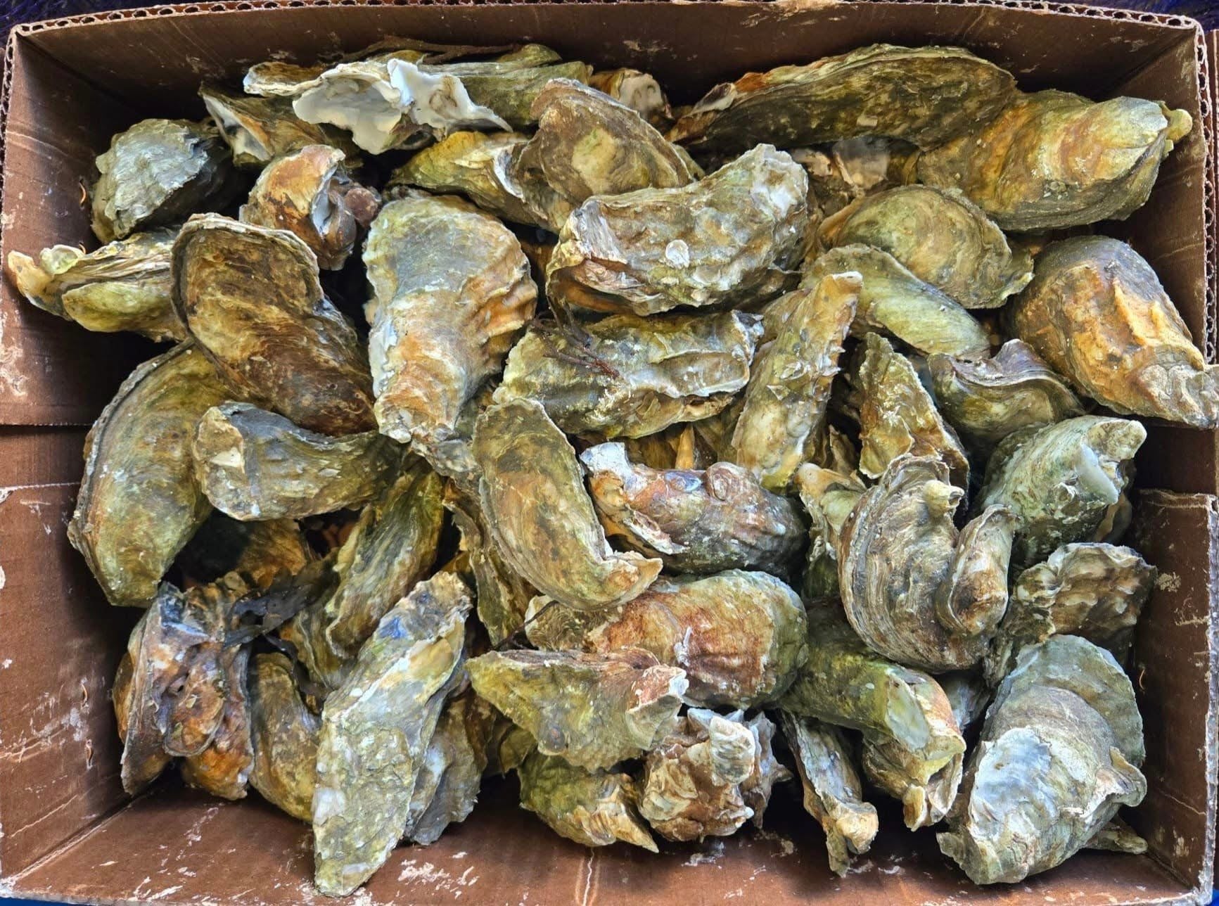 Chincoteague Oysters